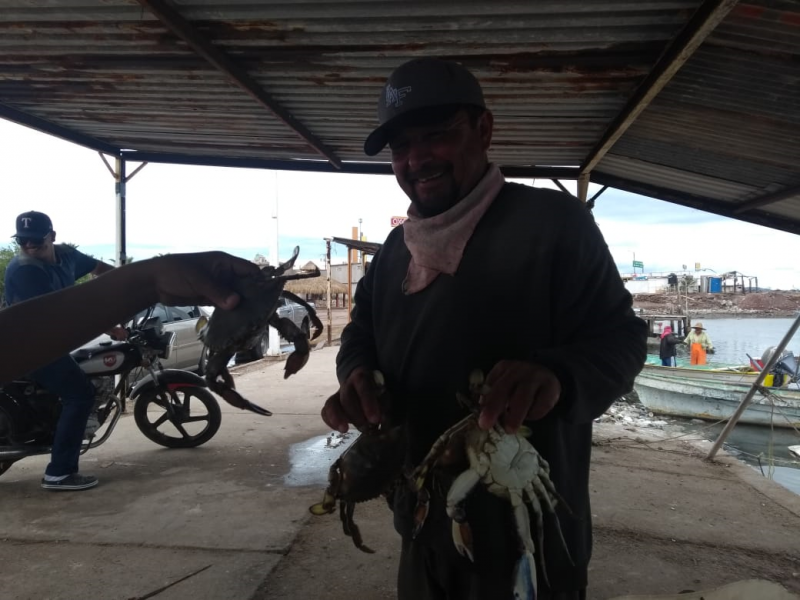 Un ingreso más para pescadores: la Jaiba