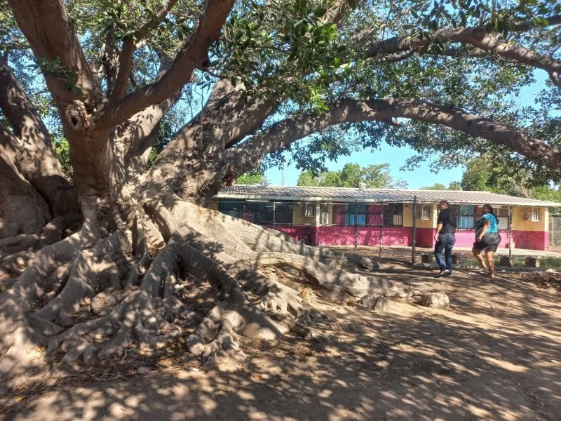 Un mes sin clases por enjambre de abejas en escuela rural deHuatabampo