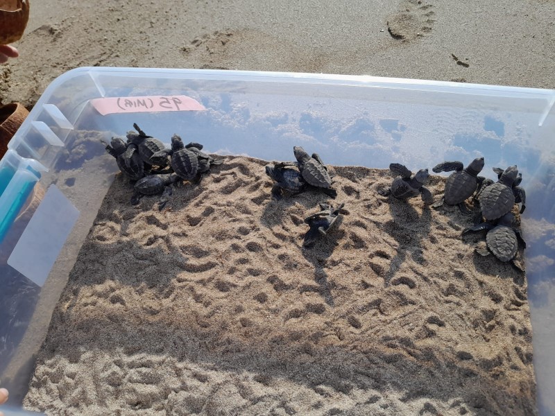 Liberan a 95 tortugas golfinas en Playa Miramar