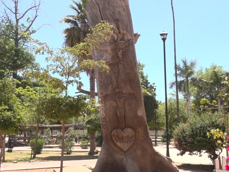 Un tronco emblemático para Cócorit podria ser retirado por peligroso