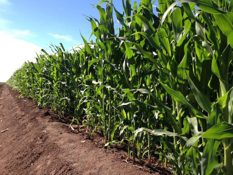 Una aberración desaparecer la Financiera de Desarrollo Rural: Productores Agrícolas