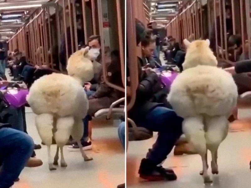 Una Alpaca se pasea por el metro de Moscú