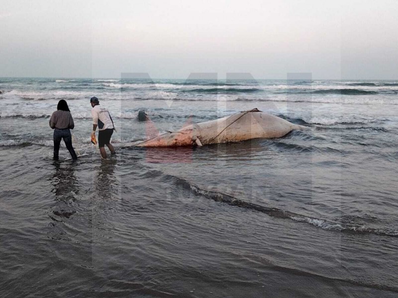 Una Ballena Azul encalló en  las playas de Tuxpan