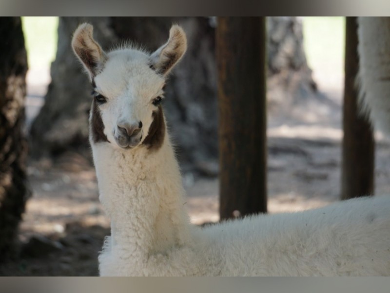 Una llama, nuevo integrante del Zoológico de Morelia