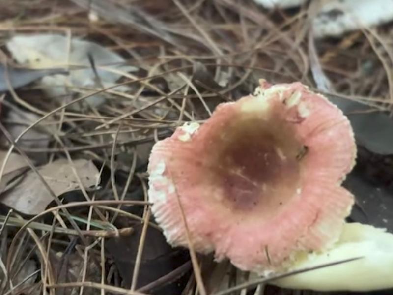 Menor muere por consumo de hongos en Chiapas