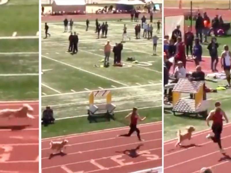 Una perra gana carrera de atletismo en Estados Unidos