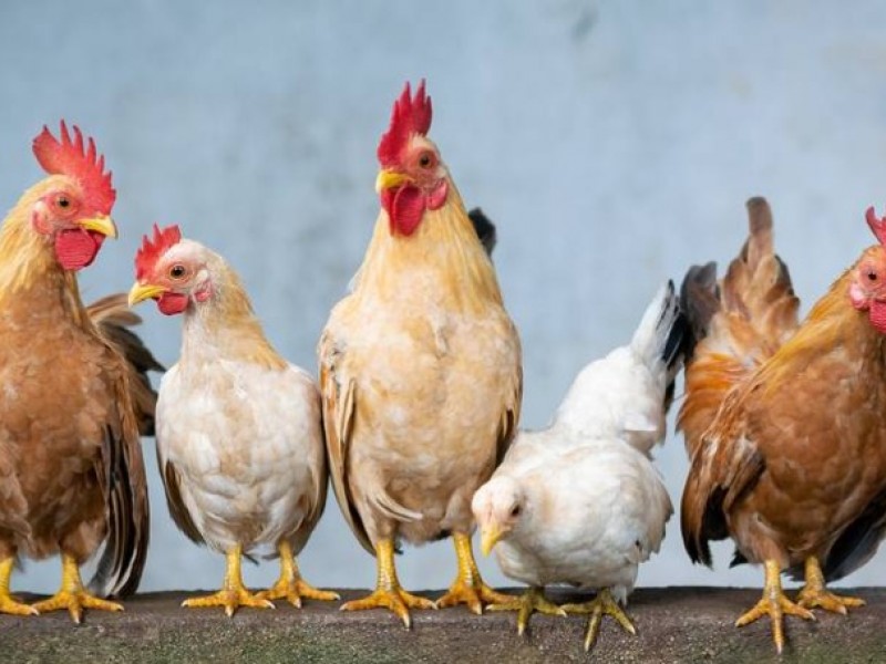 Una sola granja con gripe aviar en el sur deSonora