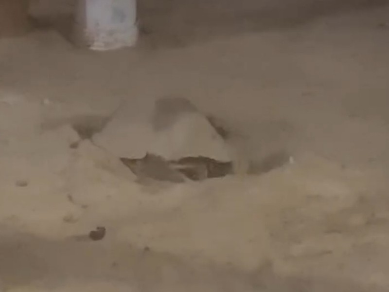 Una tortuga marina desova en pleno malecón de La Paz