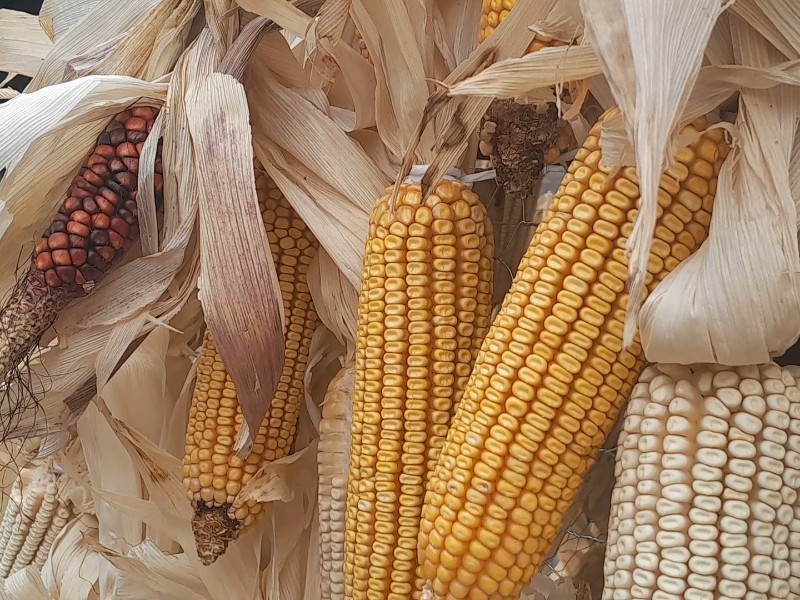Unidad Campesina alerta por daño de maíz transgénico importado