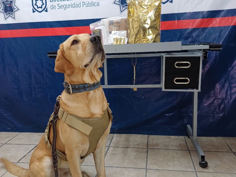 Unidad canina asegura paquete con narcóticos en paquetería