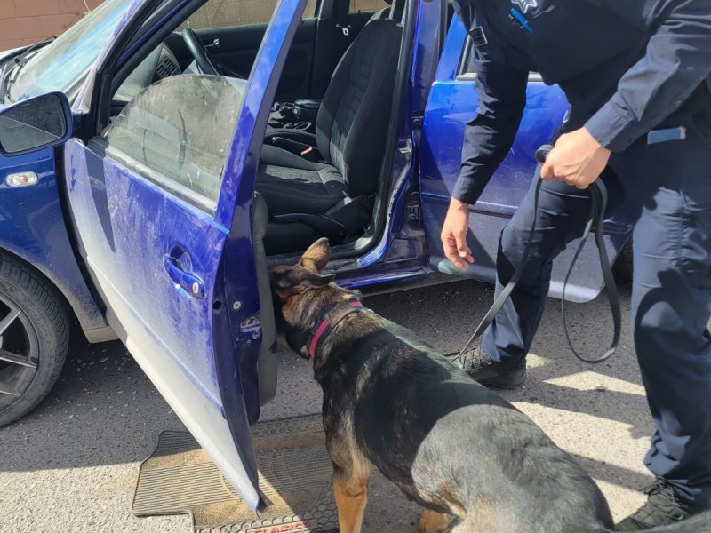 Unidad canina K-9 de la Policía Estatal fortalece intervención operativa