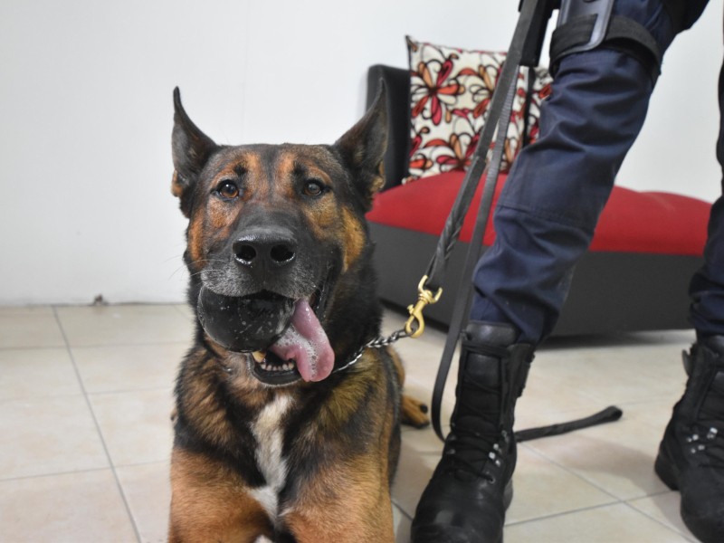 Unidad canina K9 de las FSPE: confianza, disciplina y olfato que protegen