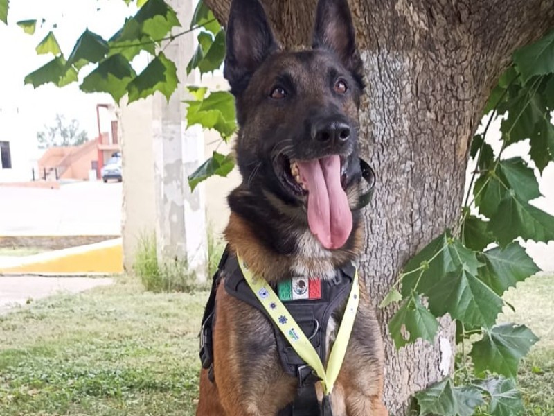 Unidad canina K9 de Veracruz gana primer lugar nacional por excelencia