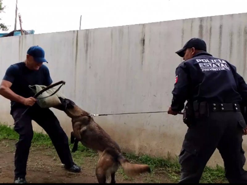 Unidad canina, perros al servicio de la ciudadanía