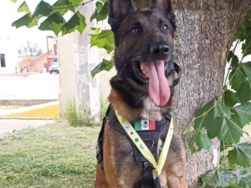 Unidad Canina veracruzana obtiene primer lugar nacional en Servicio Policial