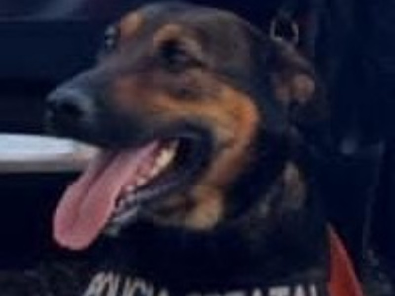 Unidad K-9 apoya en detenciones y aseguramiento de drogas
