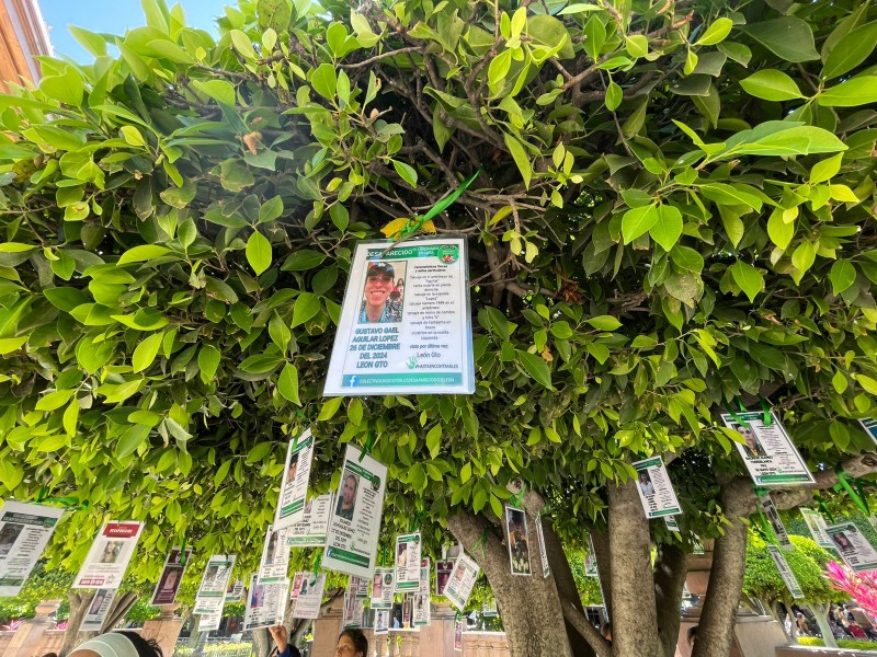 Unidos por los Desaparecidos de León recupera el Árbol de la Esperanza