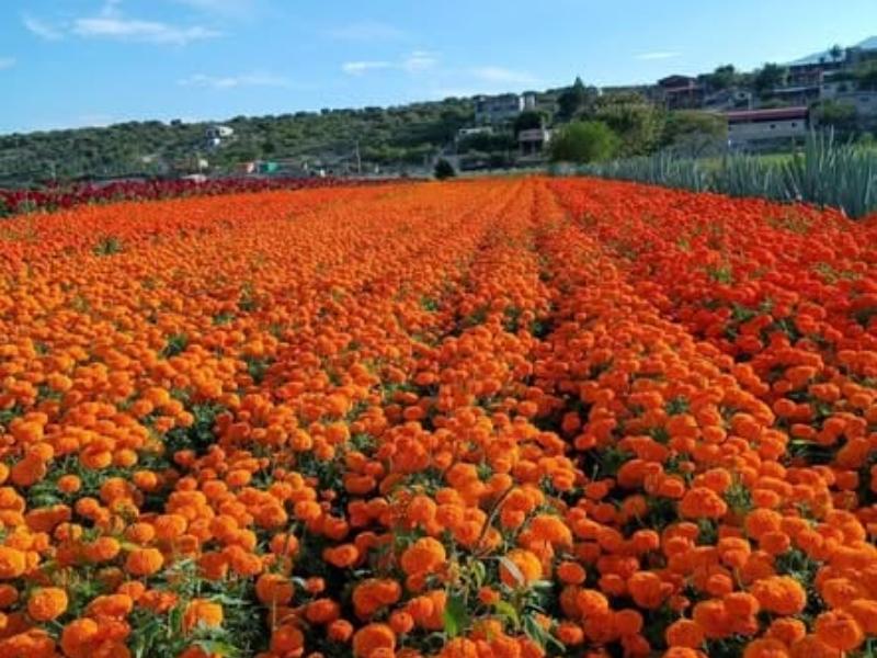 Unión Zapata anuncia celebración del Festival de la Flor de Muerto