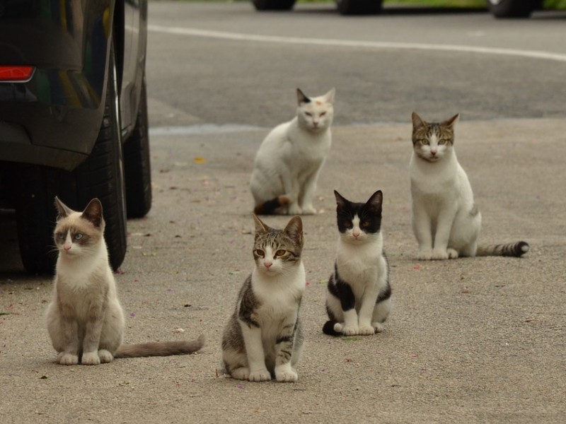 Urge esterilizar para frenar gatos ferales en Tuxpan