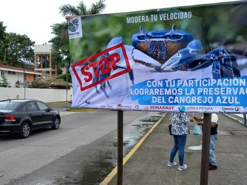 Urge fortalecer protección normativa del Cangrejo Azul