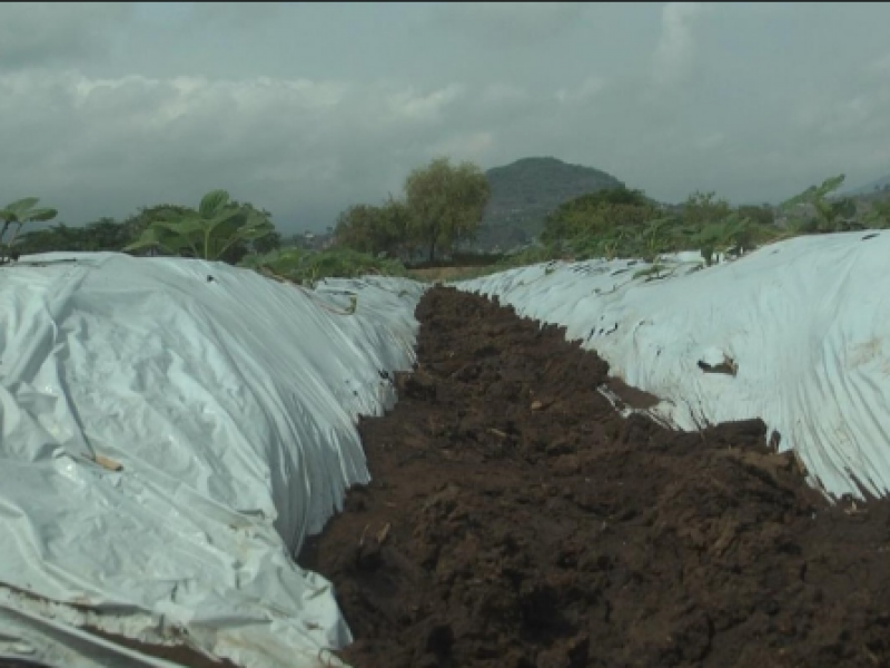 Urge hacer frente a contaminación por agroplásticos en Michoacán