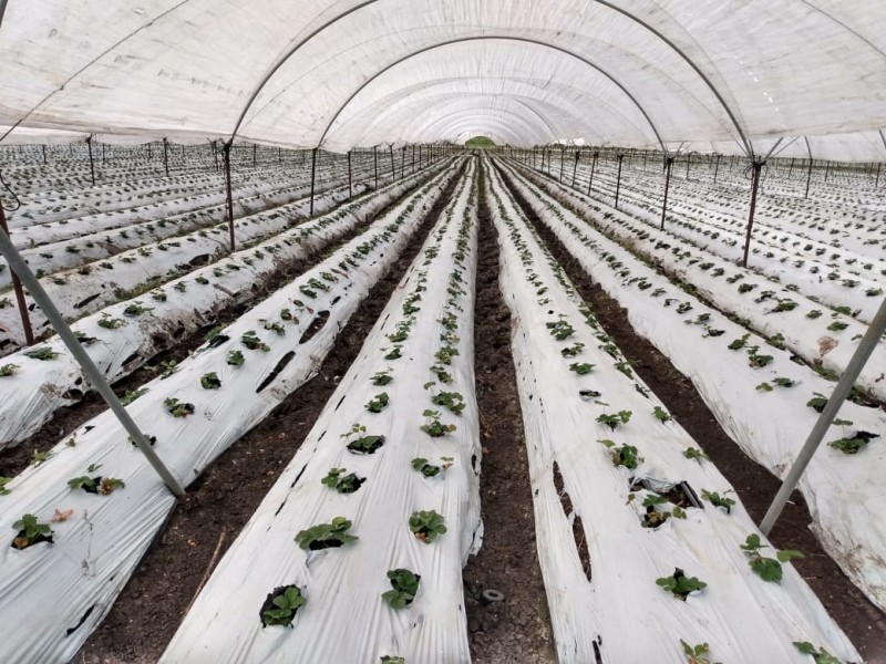 Urge hacer frente a contaminación por agroplásticos en Michoacán