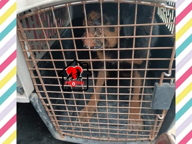 Urgen a autoridades investigar casos de Crueldad Animal en Ojite