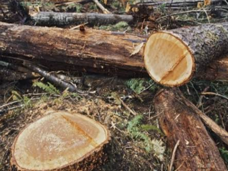 Urgen acciones para manejo y explotación de bosques en Chiapas