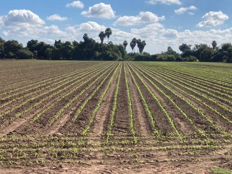 Urgen agricultores de Sinaloa una institución de crédito para financiar siembras