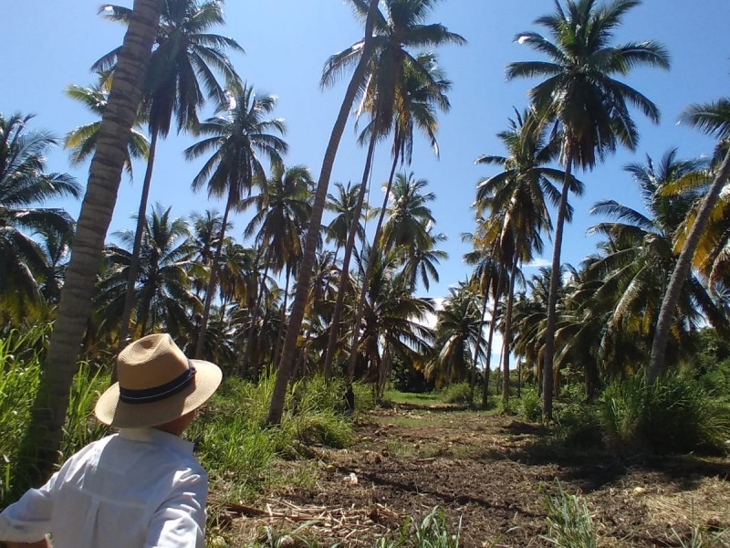 Urgen agricultores del coco que se aplique resiembras de cocoteros