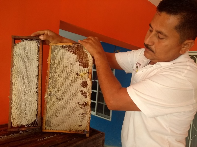 📹Urgen apicultores regular aplicación de agroquímicos en agricultura