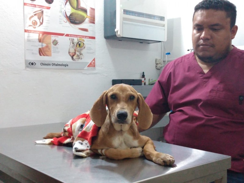 Urgen apoyos para perrita atropellada y abandonada