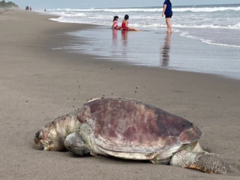 Urgen más operativos ante depredadores de tortugas