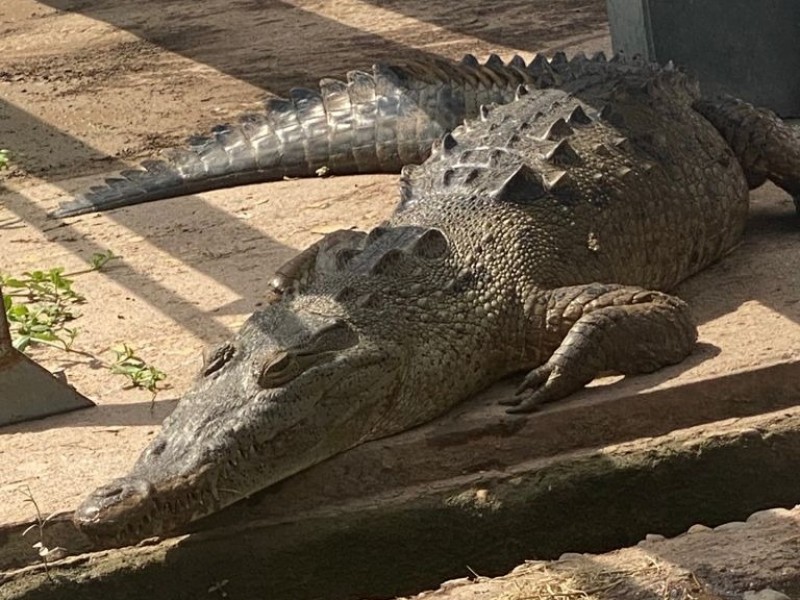 Urgen medidas ante sobrepoblación de cocodrilos: Azcarm