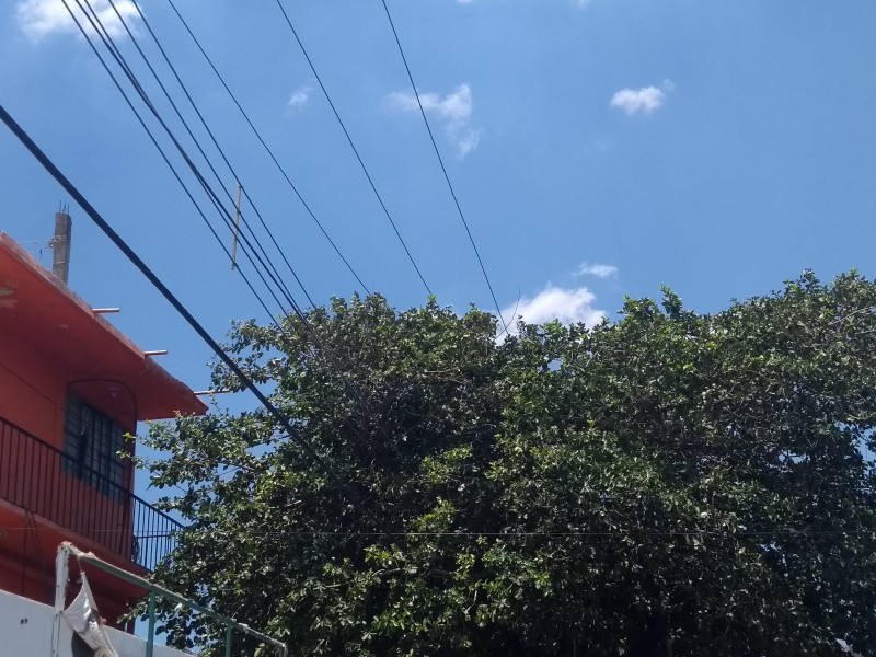 Urgente poda de árboles sobre líneas eléctricas: PC