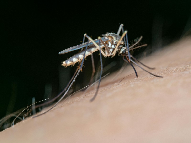 Urgente prevenir criaderos de mosquitos ante lluvias