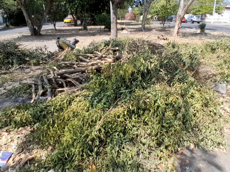 Usan camellón de Avenida Colima como tiradero de ramas