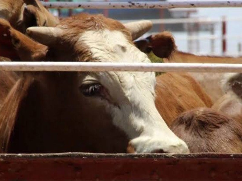USDA realizará visita a Sonora para supervisión sanitaria del ganado