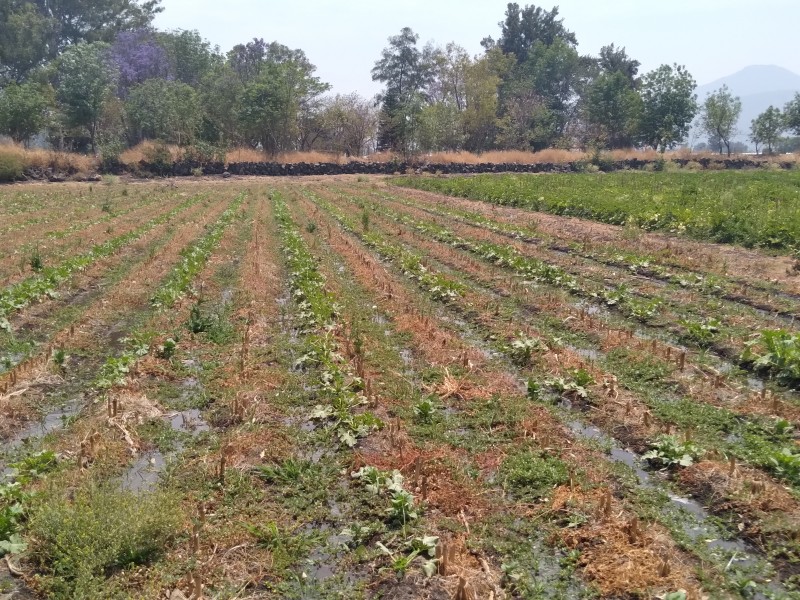 Uso de biofertilizantes, bajará costos de producción agrícola en Michoacán 