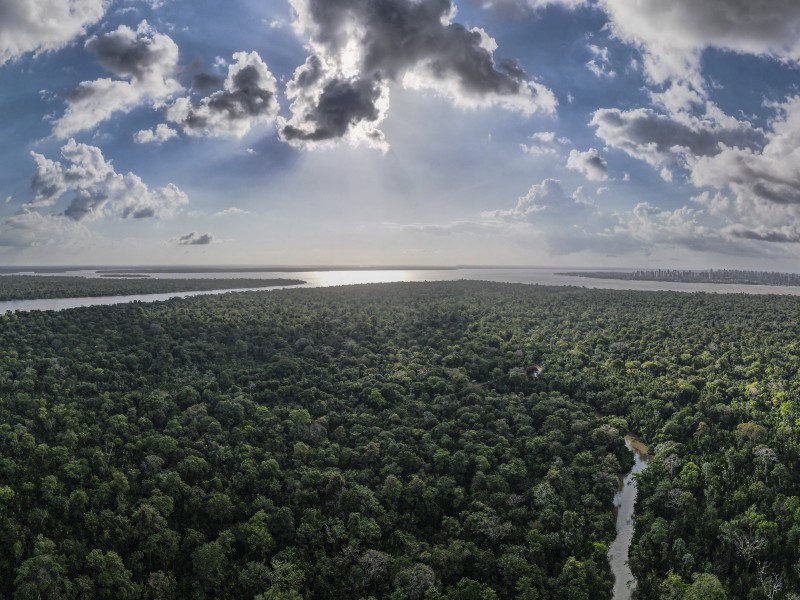 Uso de especies arbóreas acelera restauración de bosques