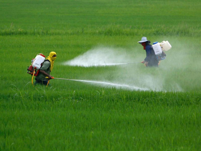 Uso de pesticidas podría asociarse al aumento de enfermedades