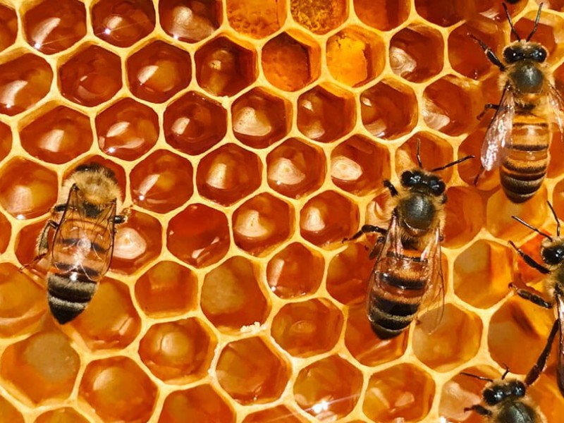Uso de pesticidas principal enemigo de la apicultura