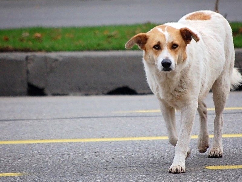 Uso de pirotecnia aumentan número de mascotas desaparecidas en Tuxpan