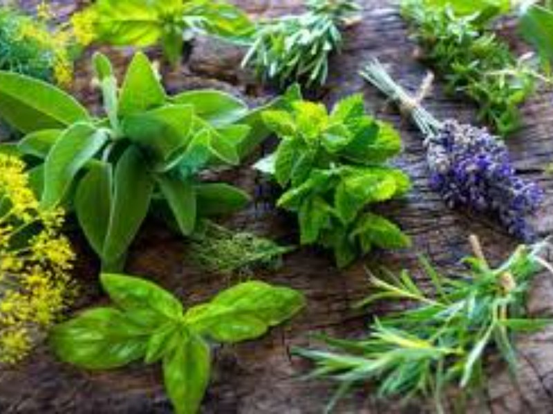 Uso de plantas medicinales, tradición viva en México