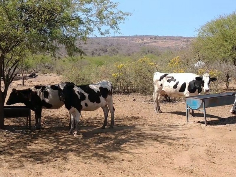 Uso excesivo de antibiótico en vacas afecta calidad de leche 