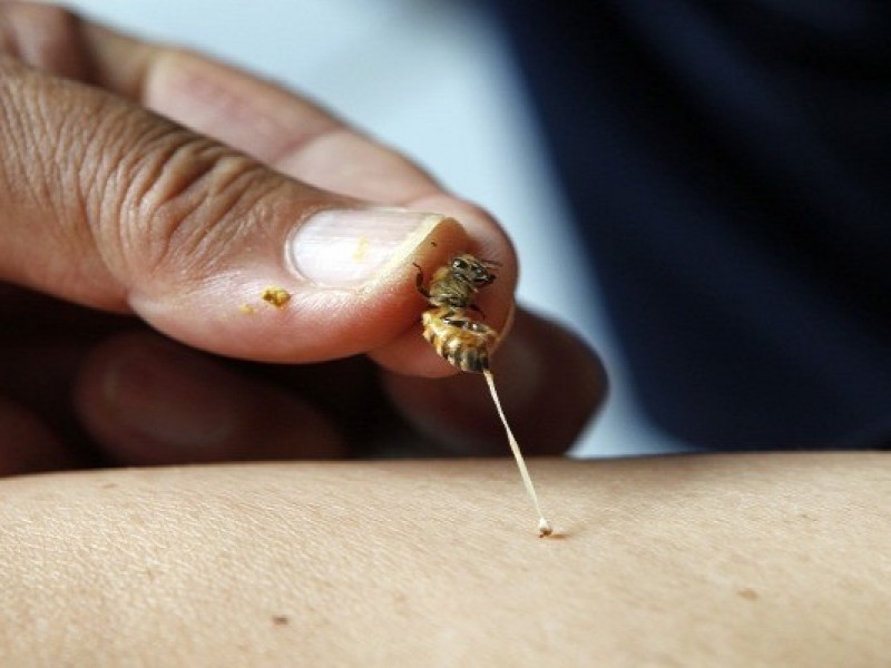 Utilizan abejas para medicina alternativa