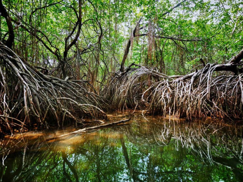 Utilizarán inteligencia artificial para monitorear manglares