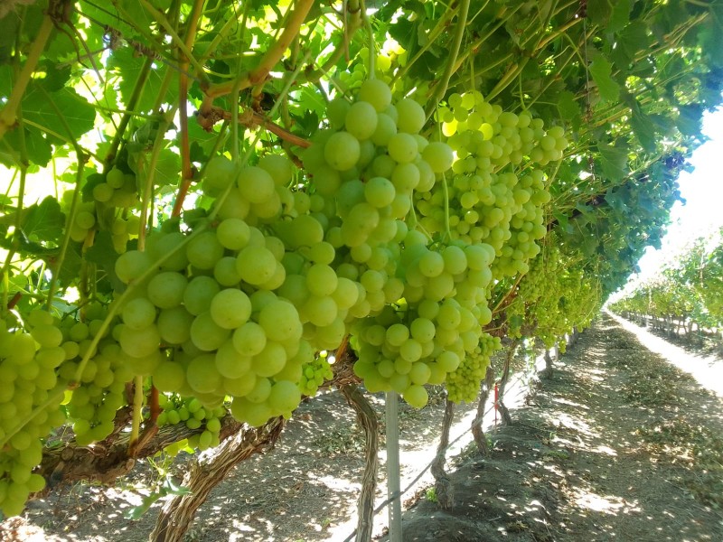 Uvas: la diversidad de cultivos en el Valle del Yaqui