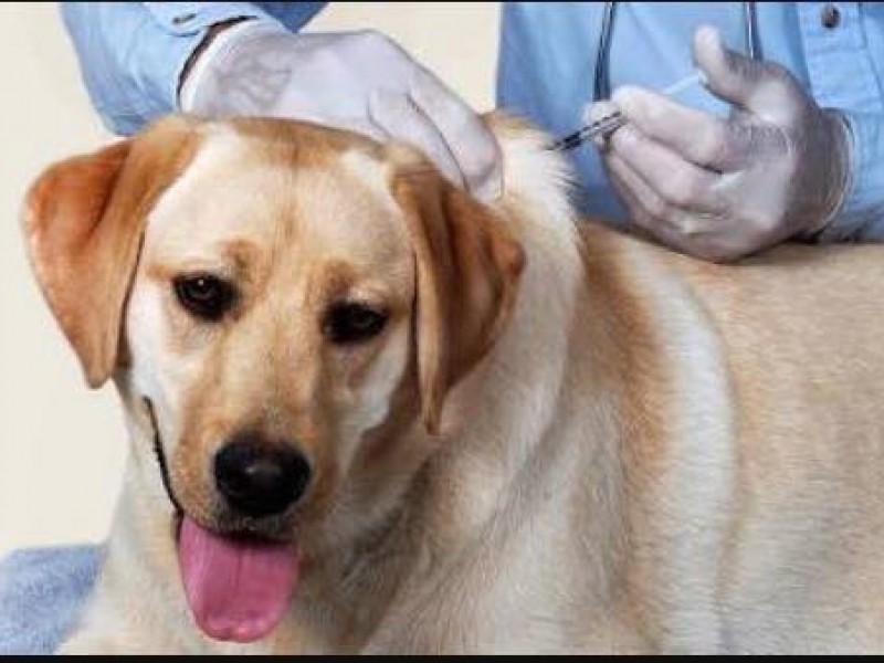 Vacunación antirrábica gratuita en Hospital Veterinario de la UV