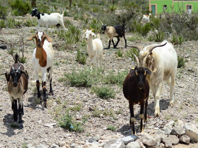 Vacunan a ganado contra brucelosis en La Laguna